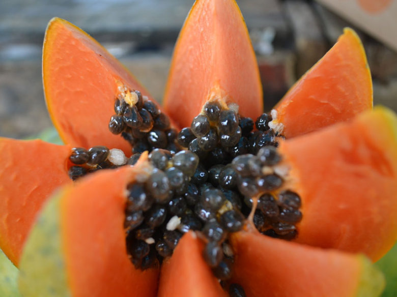 semi-di-papaya-utilizzo