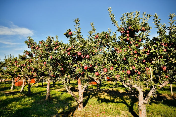 mele rosse mature in un frutteto illuminato dal sole